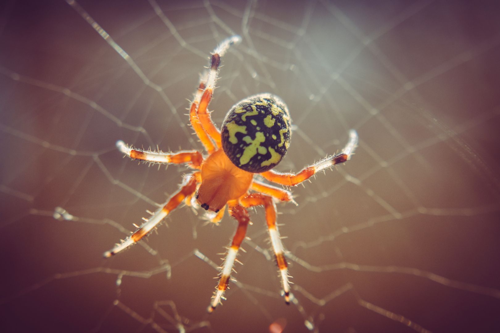 Como Remover Aranhas e Evitar Riscos aos Pets